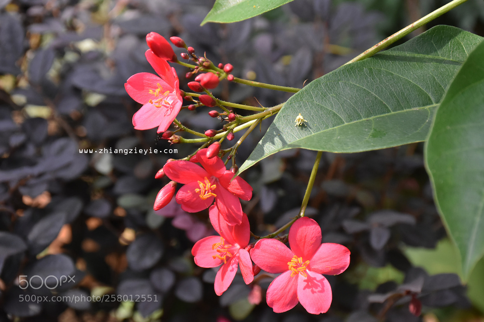 Nikon D7200 sample photo. Hunting photography