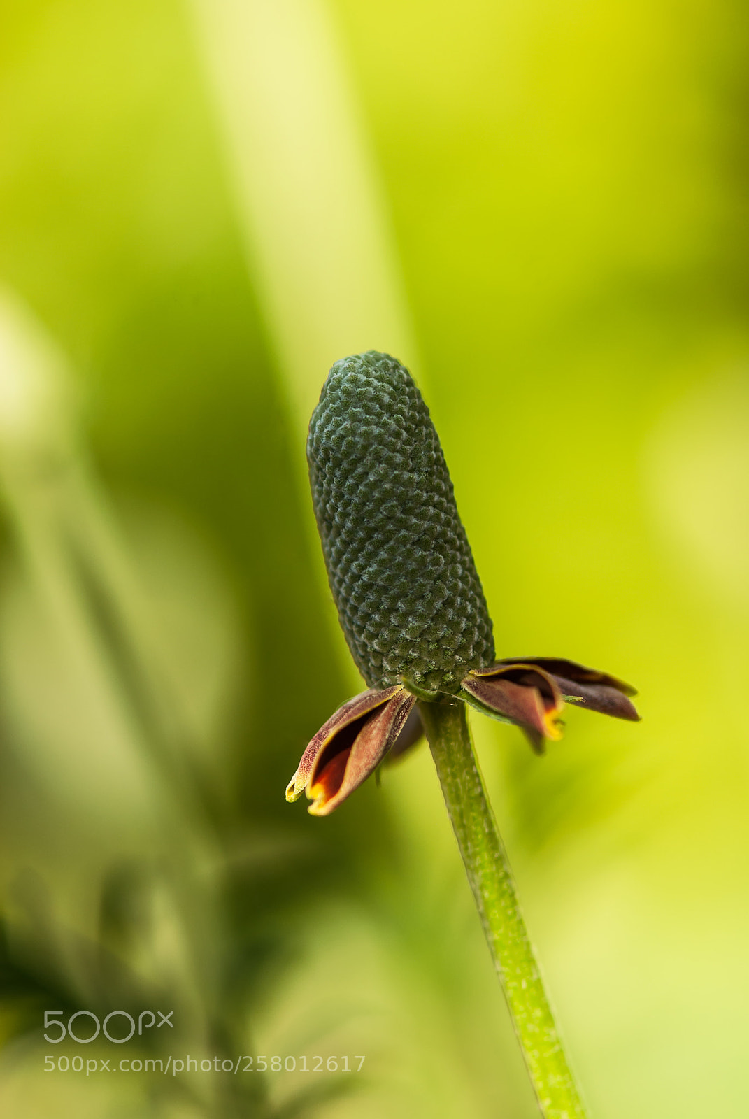 Nikon D60 sample photo. Mexican hat flower against photography