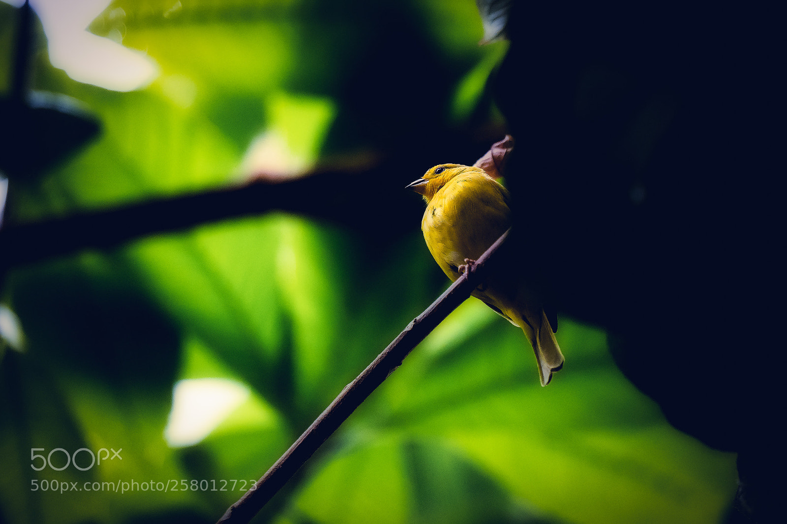 Sony a7 III sample photo. Yellow bird photography