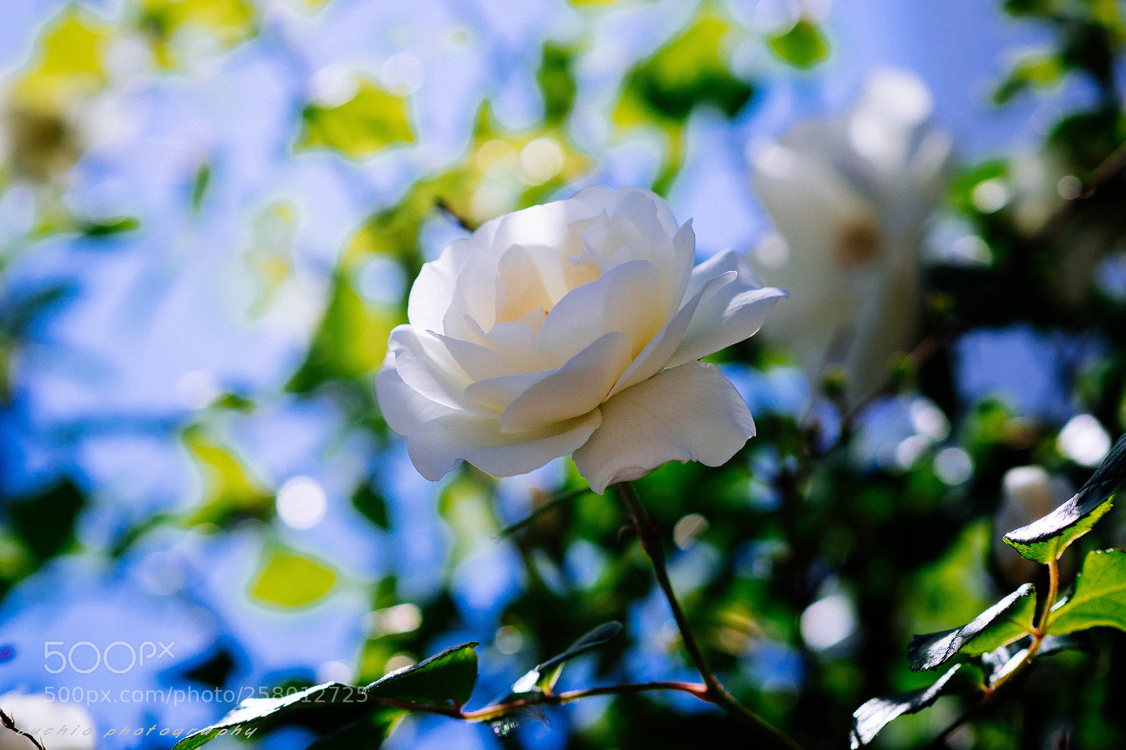 Olympus OM-D E-M1 Mark II sample photo. Rose photography
