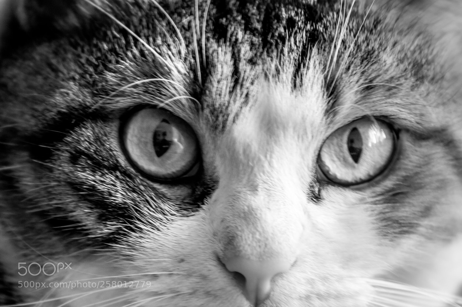 Nikon D3200 sample photo. Occhi di gatto photography