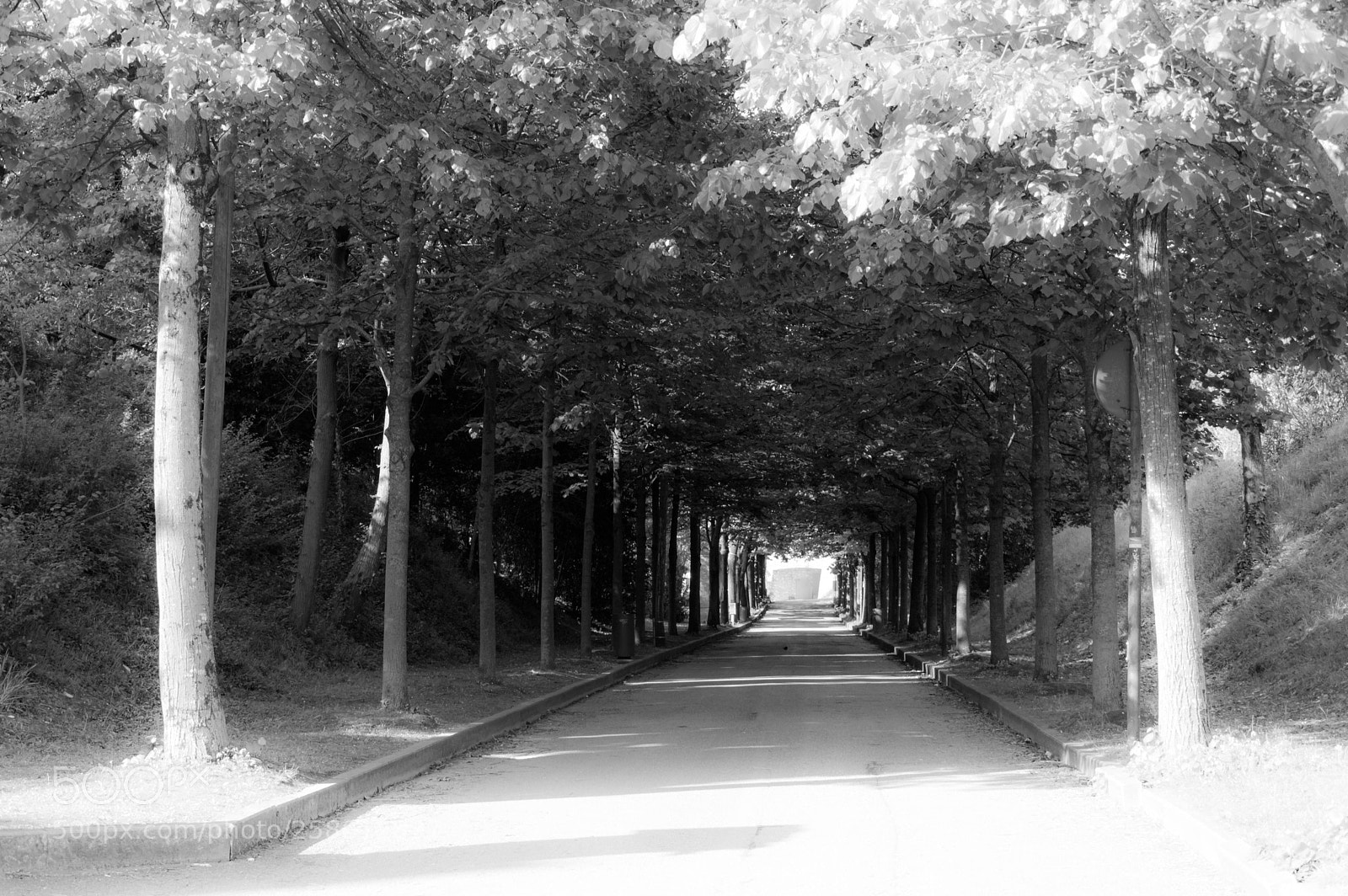 Nikon D3200 sample photo. Sirmione viale alberato photography