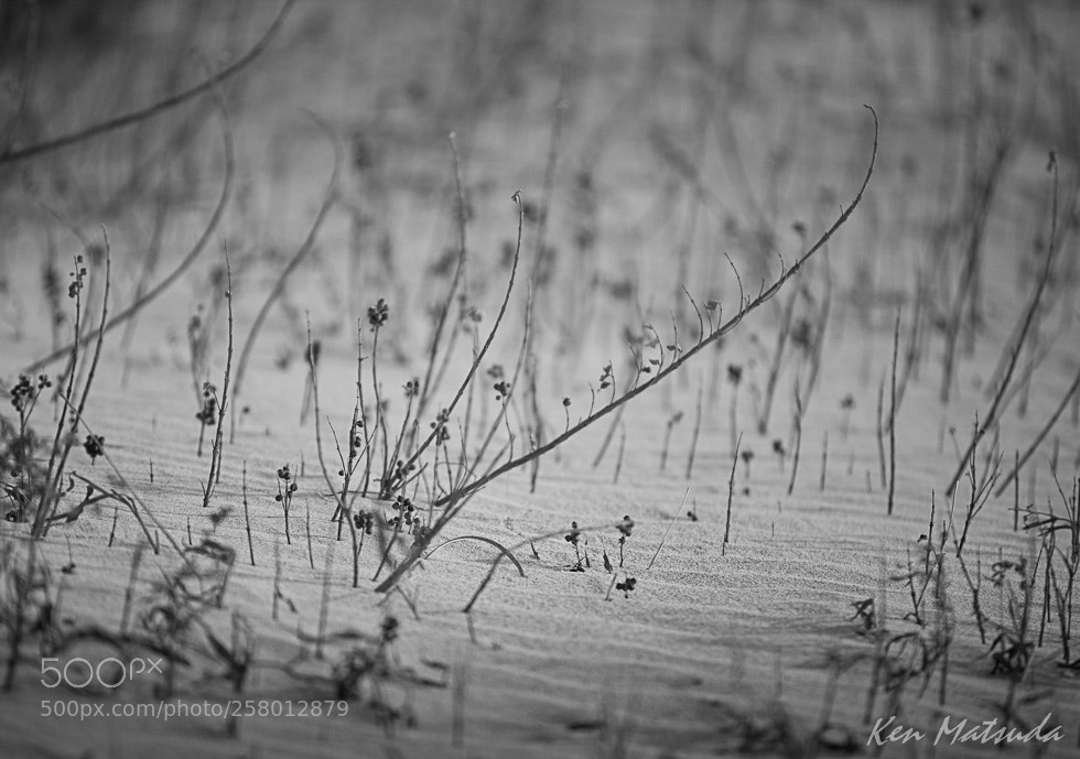 Canon EOS 5D Mark II sample photo. Illusion photography