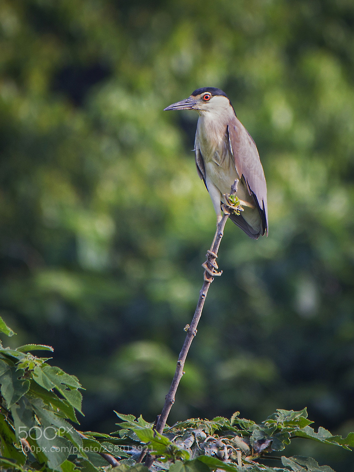 Canon EOS-1D X sample photo. 撑杆运动 photography