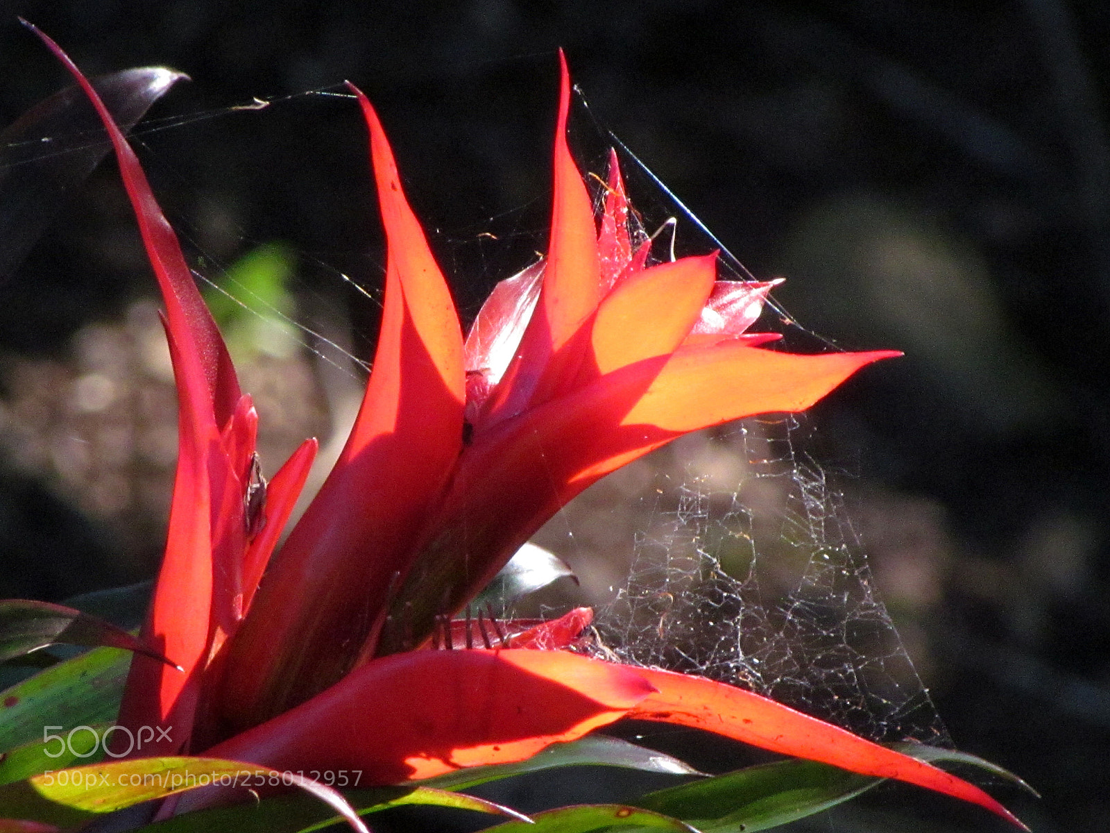 Canon PowerShot SX30 IS sample photo. Red bromeliad photography