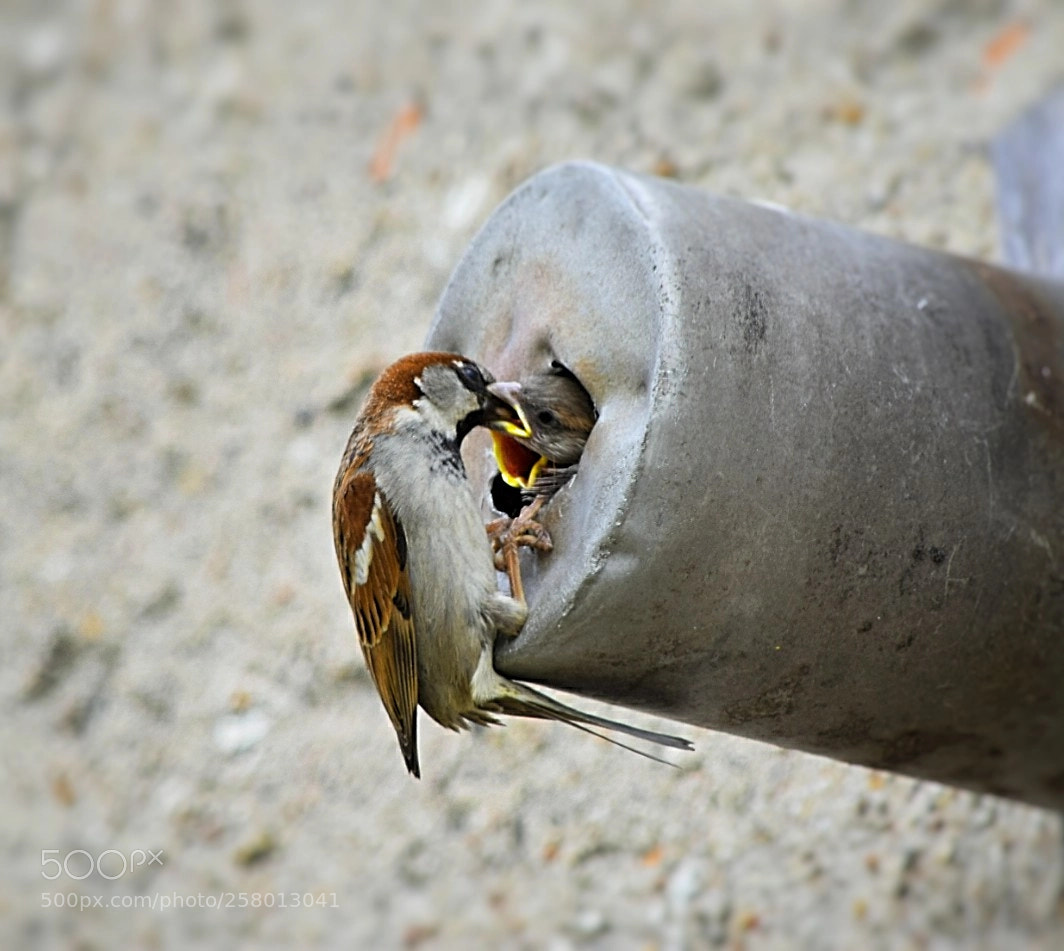 Nikon D5300 sample photo. Hunger stillen! photography