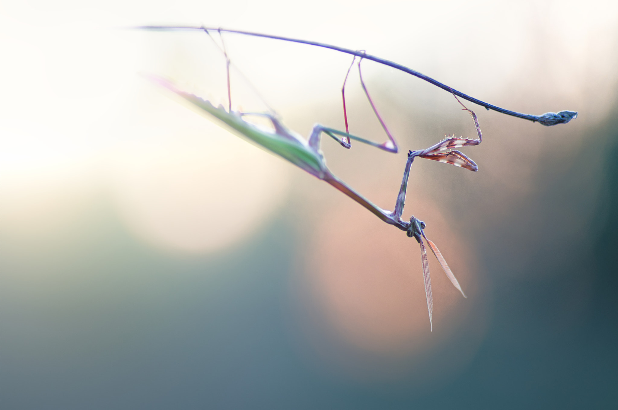 Tamron SP AF 90mm F2.8 Di Macro sample photo. The king photography