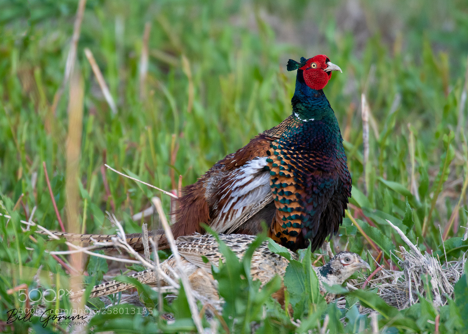 Nikon D500 sample photo. Ring-necked pheasant cock and photography