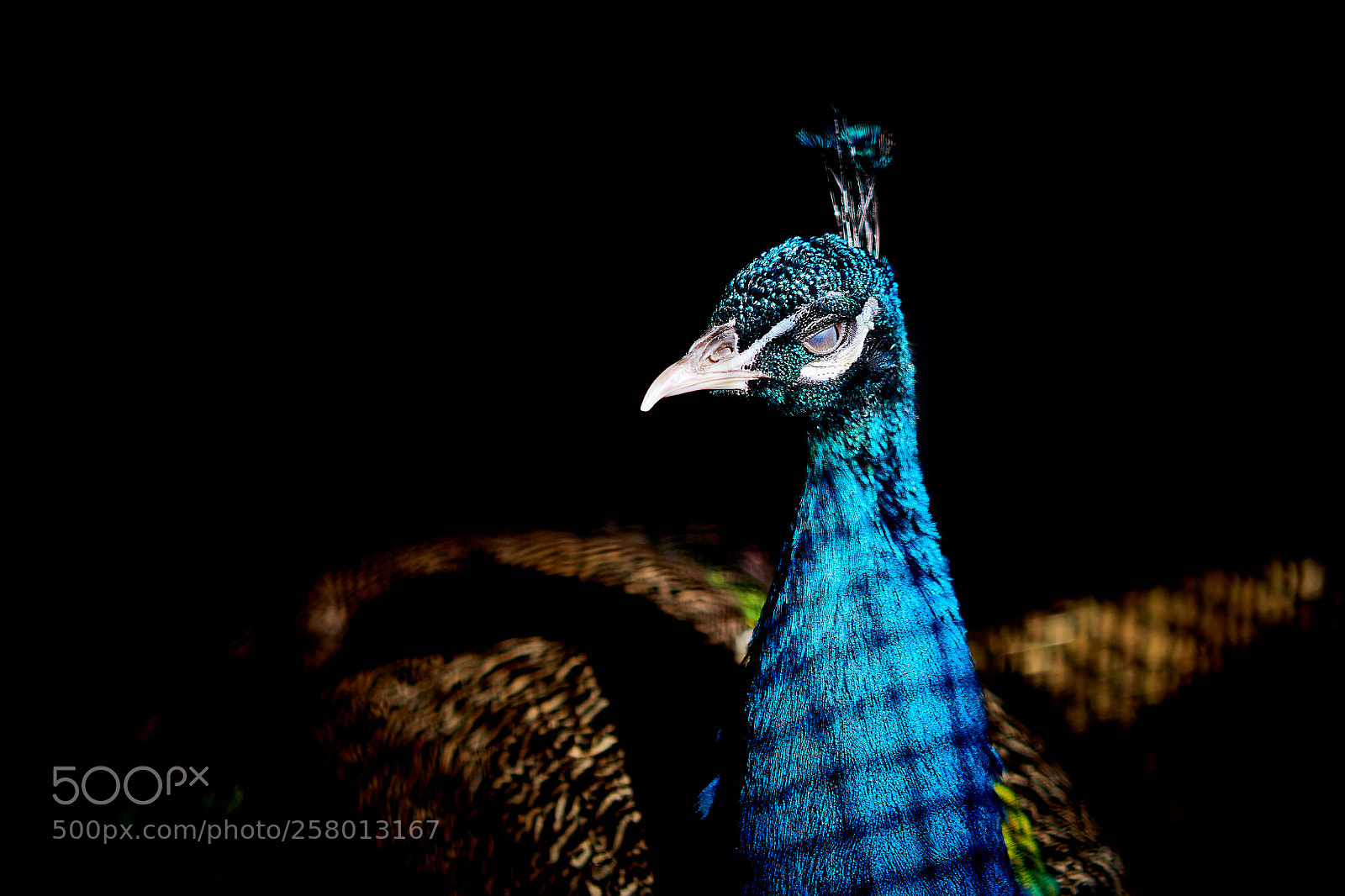 Canon EOS 6D sample photo. Peacock photography