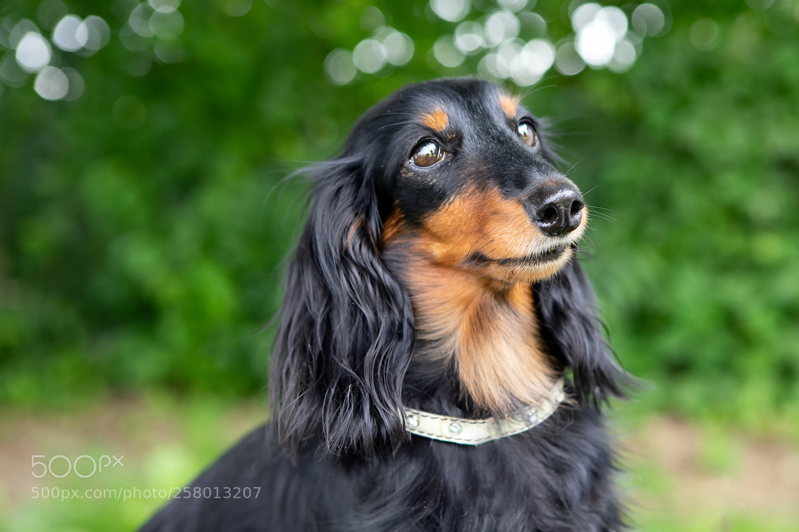 Canon EOS 6D Mark II sample photo. Dachsund dog portrait in photography