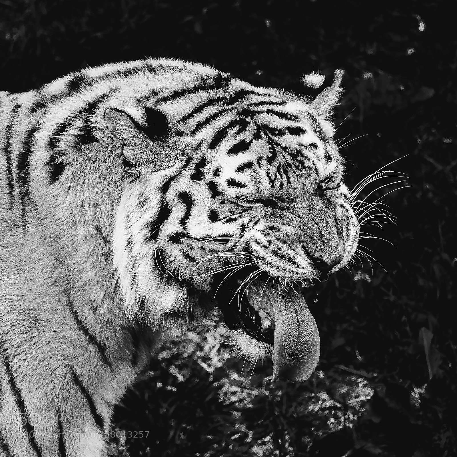 Sony a7 III sample photo. Tired tiger photography