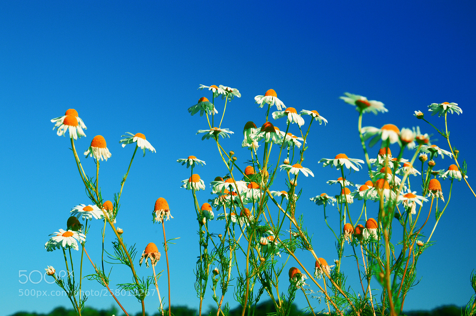 Nikon D3200 sample photo. Everyone sees the world photography
