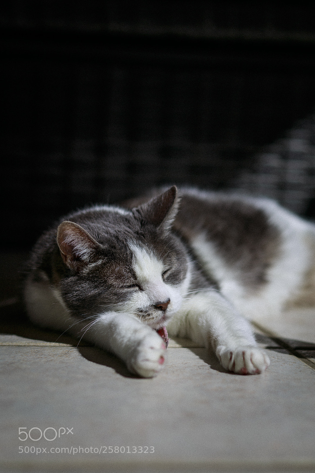 Canon EOS 6D sample photo. Mia-ni balcony snooze photography