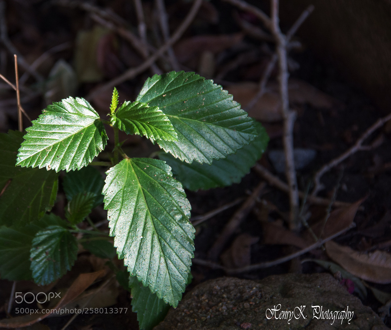 Nikon D7100 sample photo. Leaves in green photography