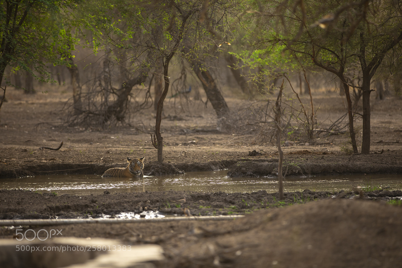 Canon EOS 5D Mark IV sample photo. T-8 cub chilling in photography