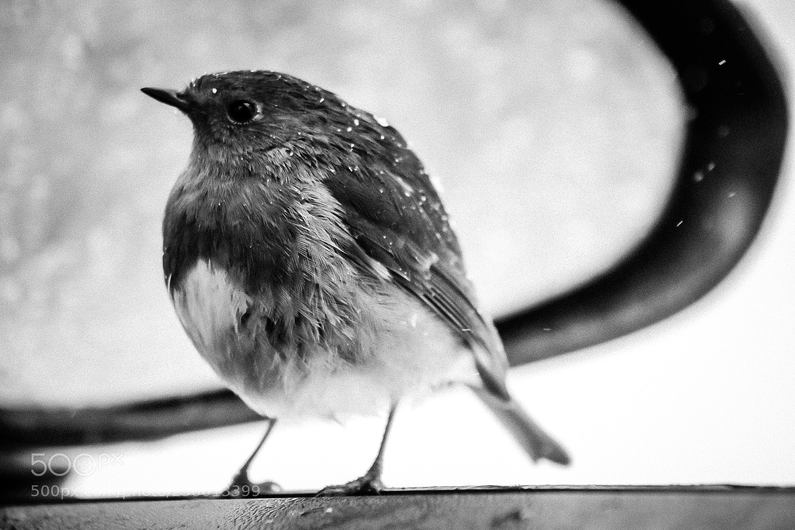 Canon EOS 1300D (EOS Rebel T6 / EOS Kiss X80) sample photo. Shelter from the storm photography