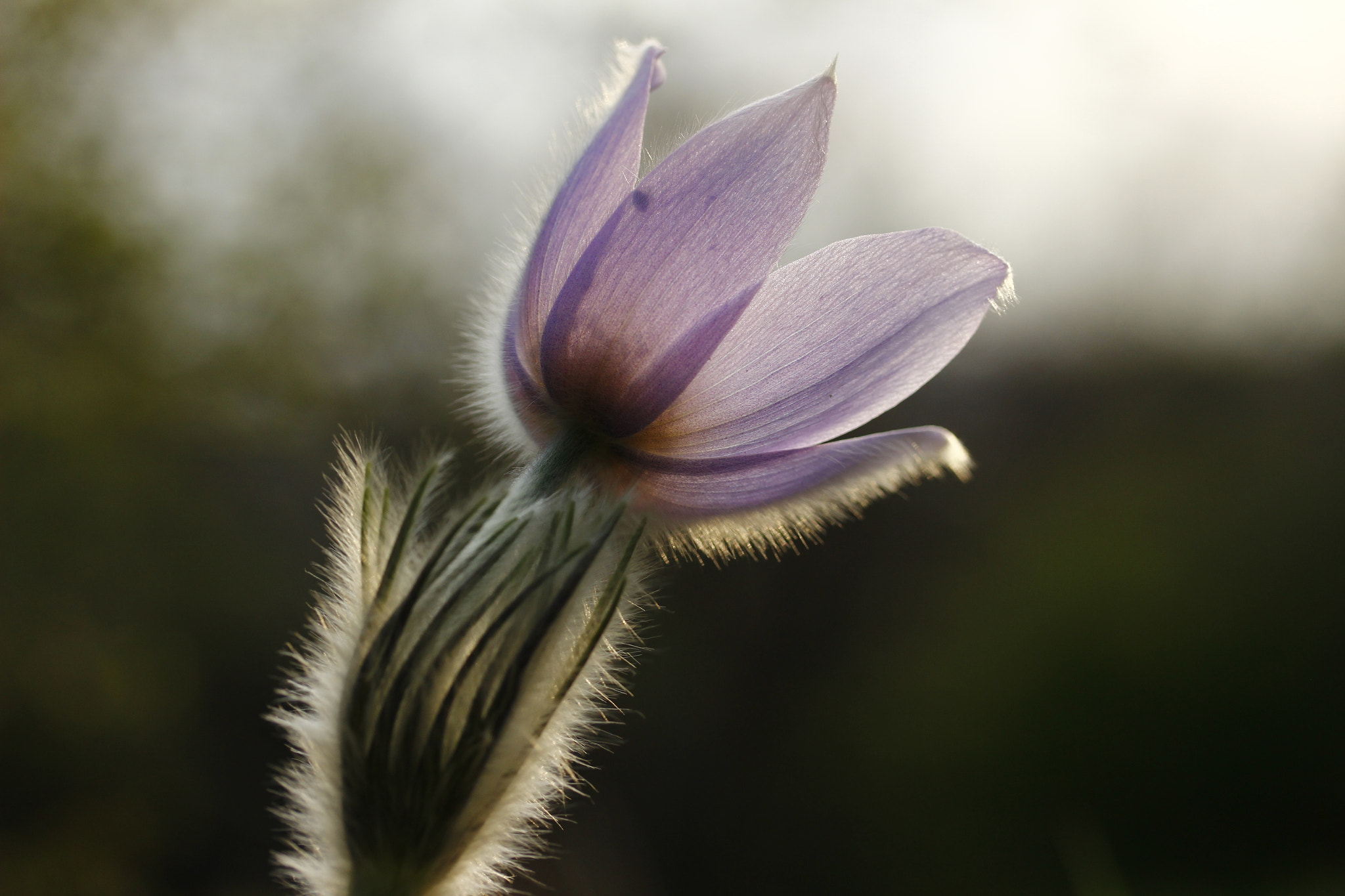 Canon EF-S 60mm F2.8 Macro USM sample photo. Pg photography