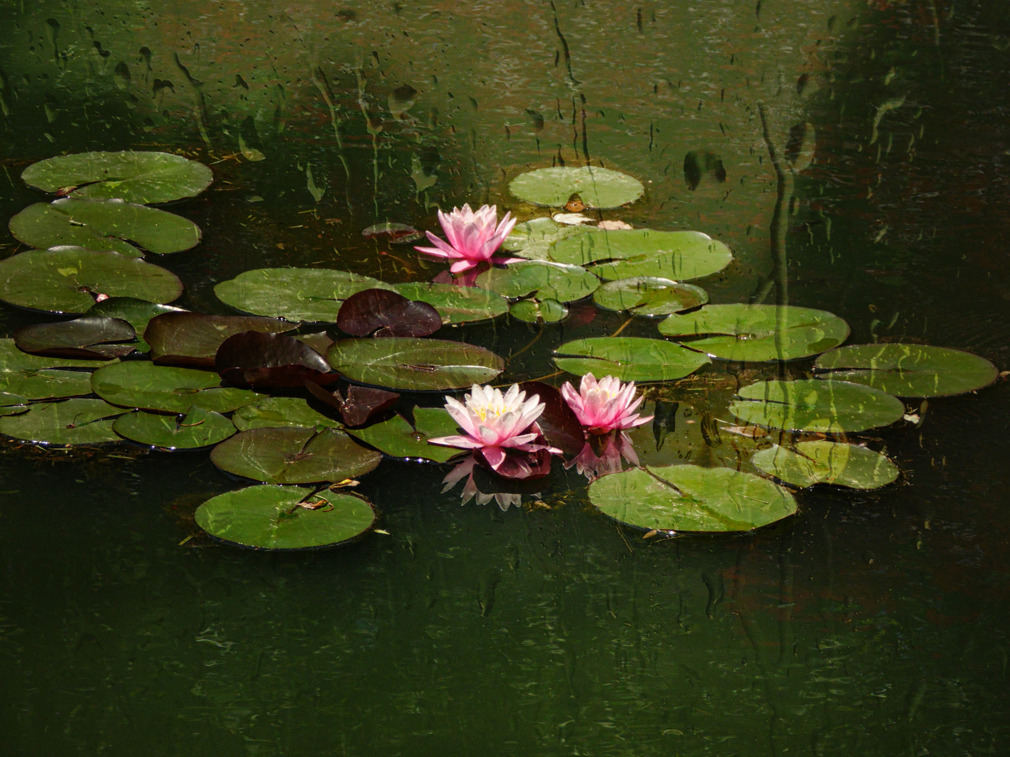 Samsung WB100/  WB101 sample photo. Waterlilies photography