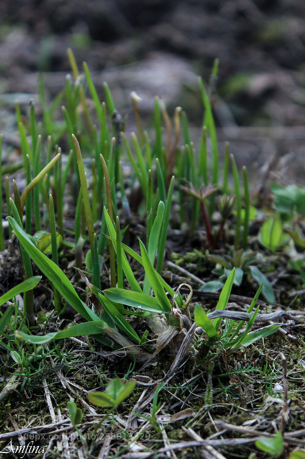 Canon EOS 600D (Rebel EOS T3i / EOS Kiss X5) sample photo. зелень photography
