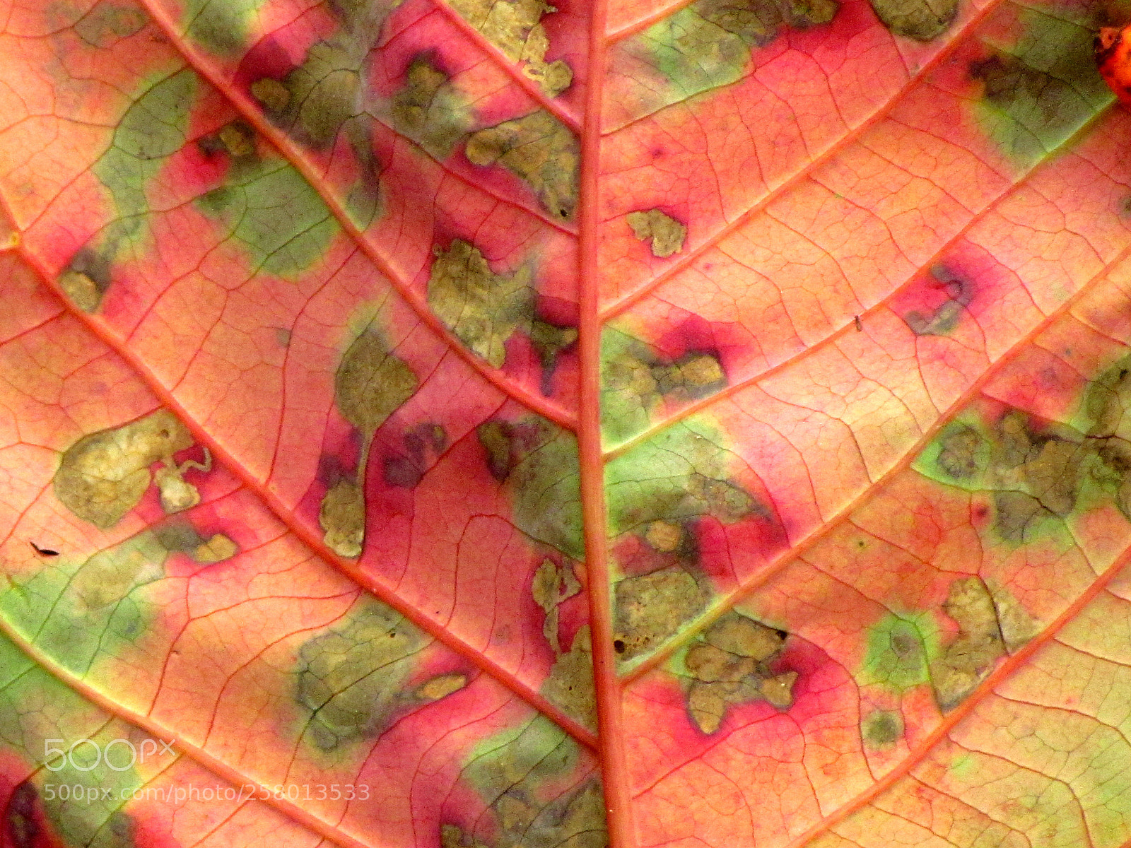 Canon PowerShot SX30 IS sample photo. Autumn leaf photography
