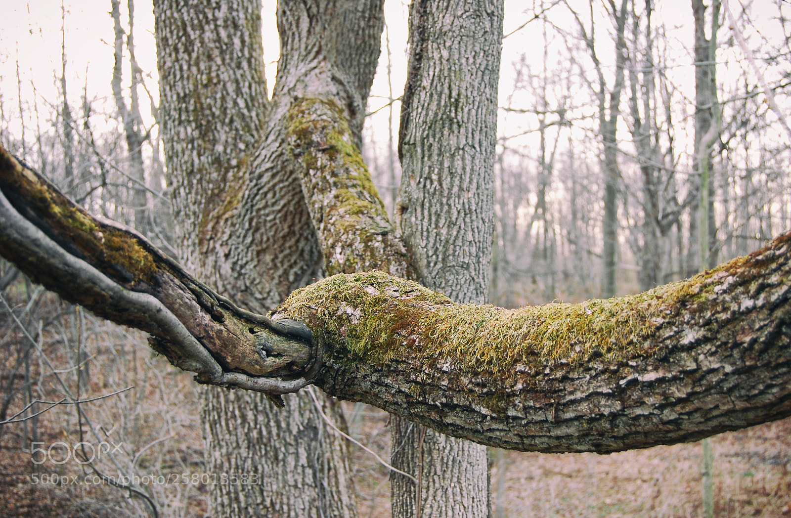 Nikon D40 sample photo. Branch photography