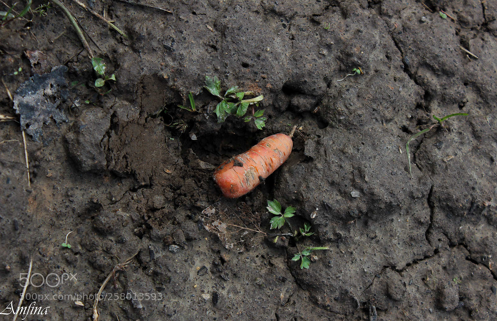 Canon EOS 600D (Rebel EOS T3i / EOS Kiss X5) sample photo. морковка photography