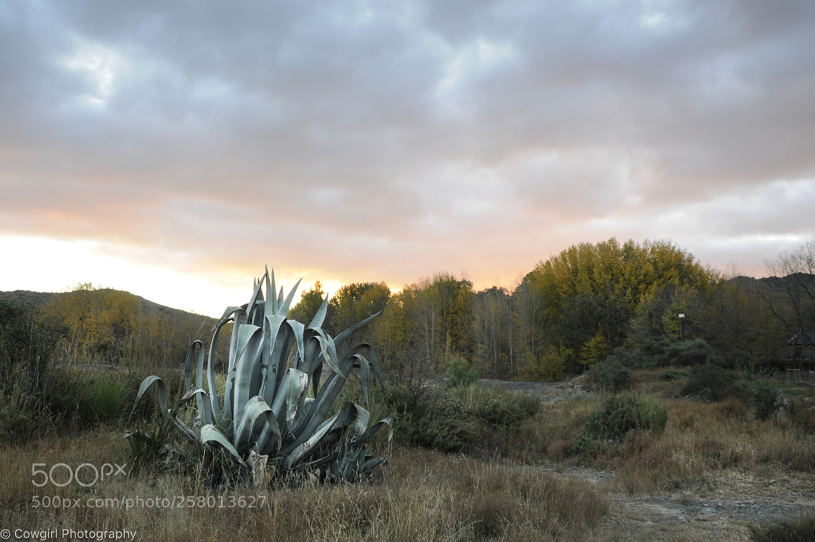 Nikon D90 sample photo. Karoo photography