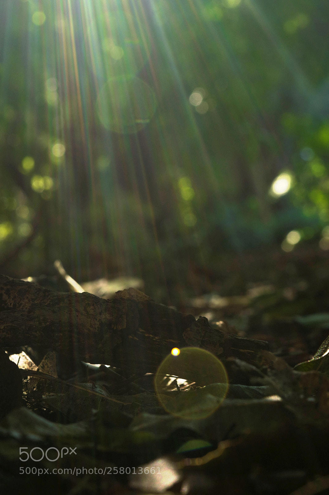 Nikon D3300 sample photo. Flare photography