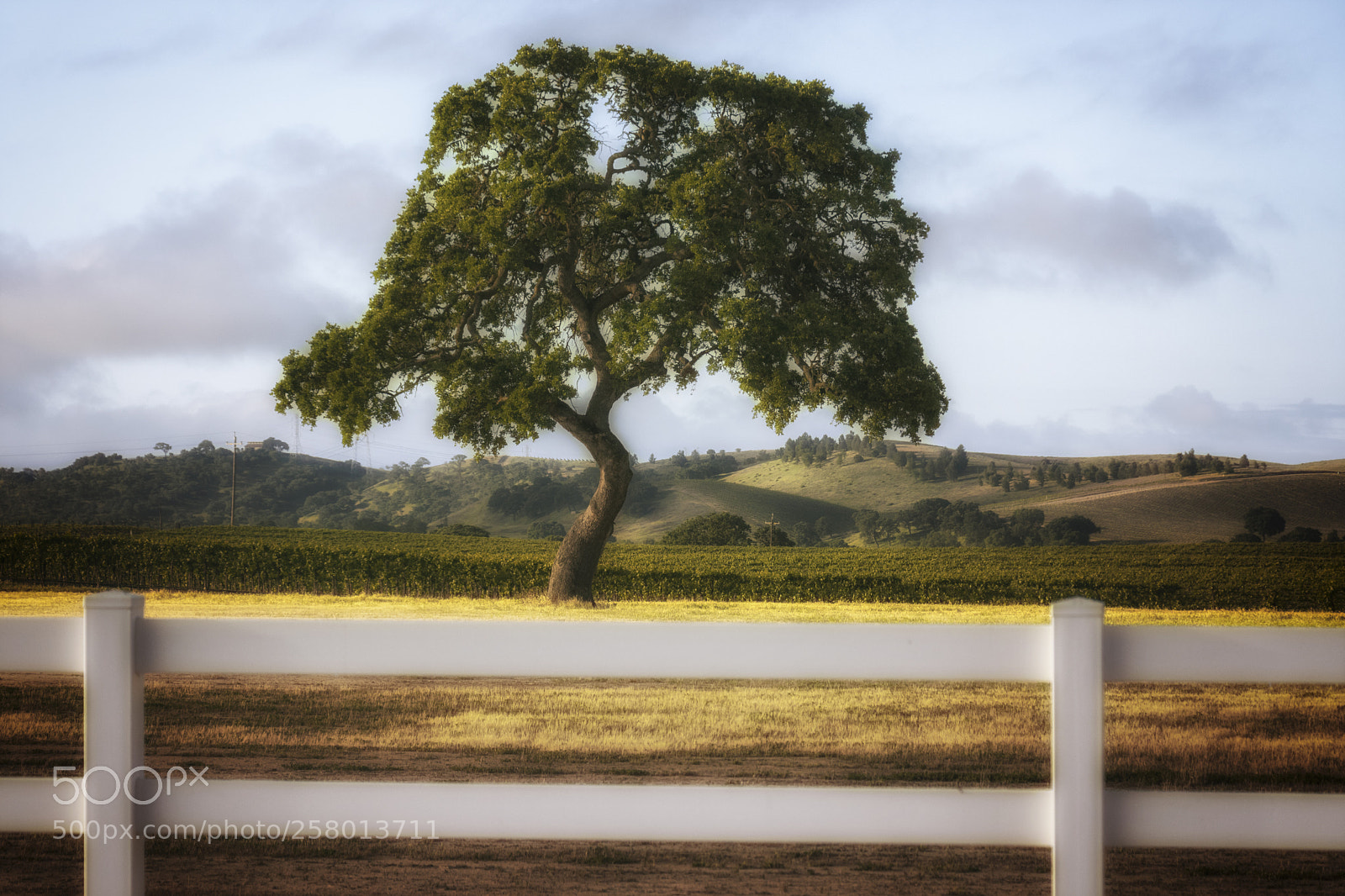 Canon EOS 80D sample photo. Fenced in photography