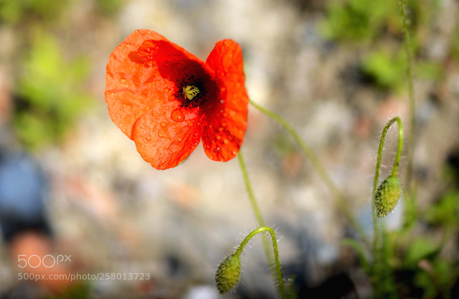 Nikon D800 sample photo. Klaproos photography