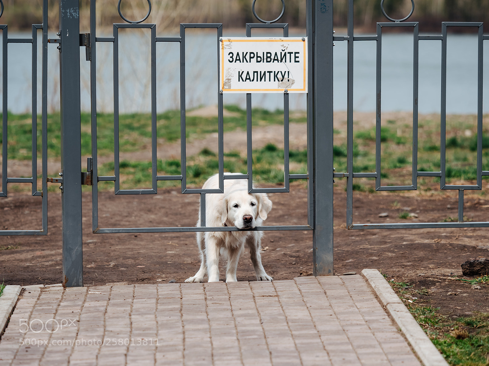 Olympus OM-D E-M1 Mark II sample photo. Собака ждет photography