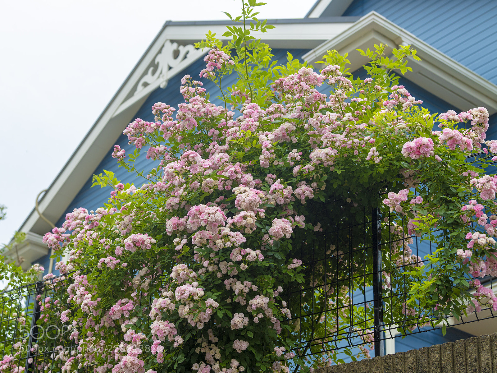 Nikon D5 sample photo. My sweet home photography