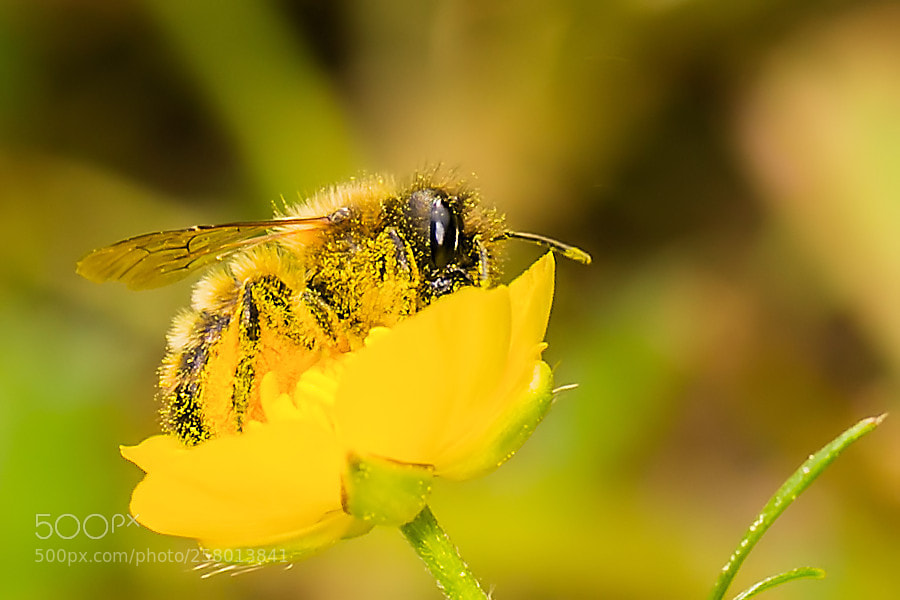Canon EOS 6D sample photo. Biene photography