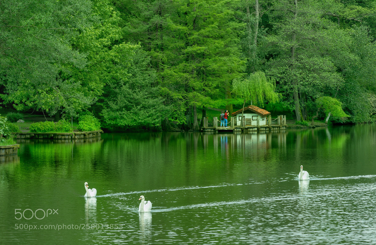Nikon D750 sample photo. Yeşil.. photography