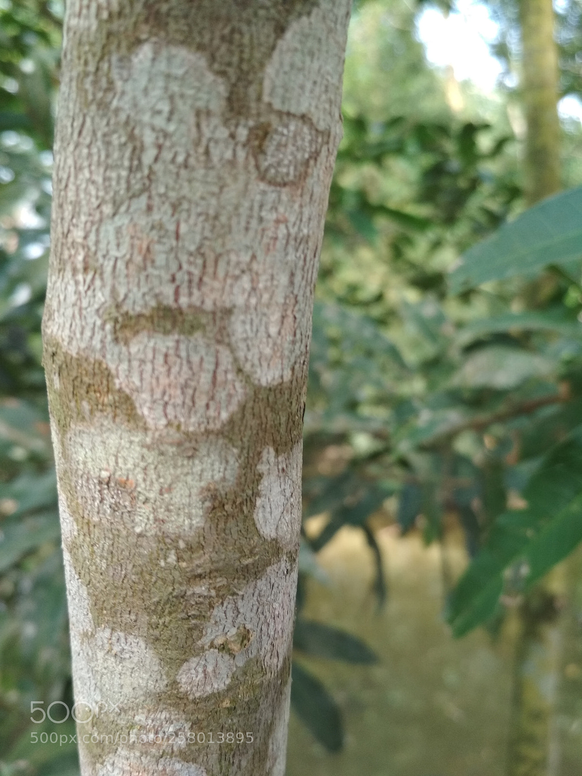 Xiaomi Redmi 4X sample photo. Side of tree photography