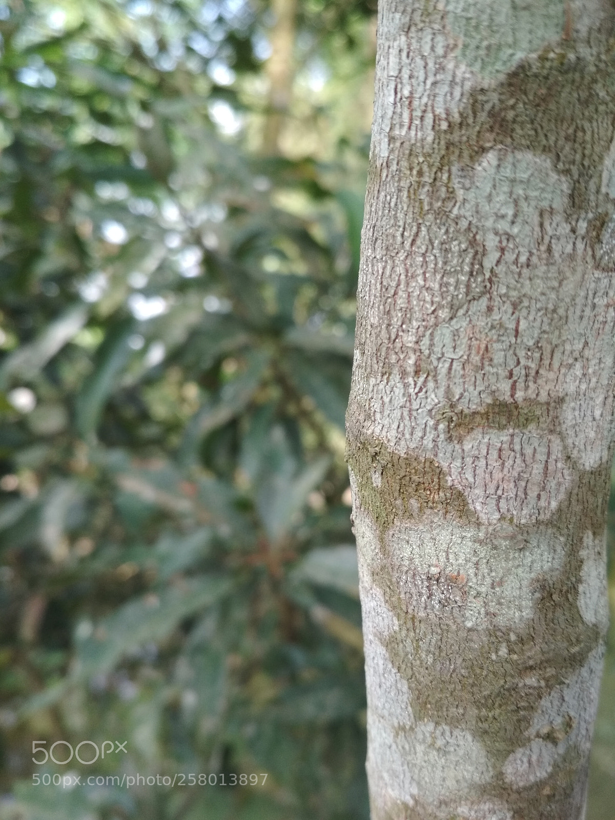 Xiaomi Redmi 4X sample photo. Side of tree photography