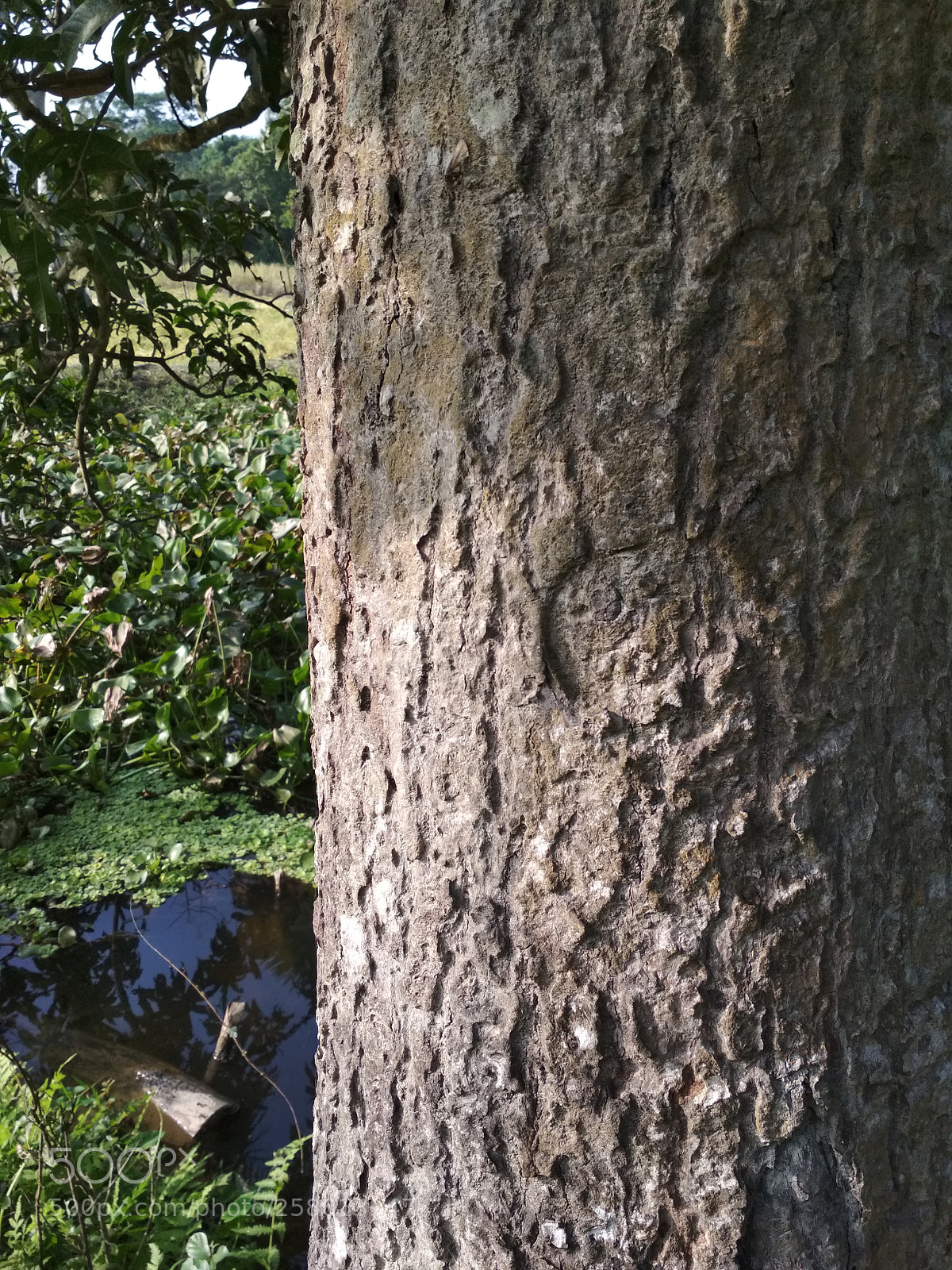 Xiaomi Redmi 4X sample photo. Side of tree photography