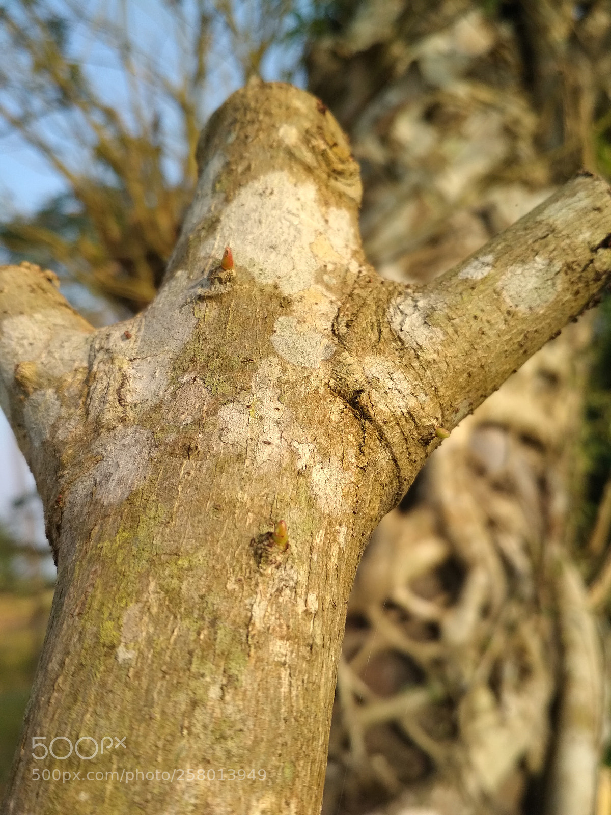 Xiaomi Redmi 4X sample photo. Side of tree photography