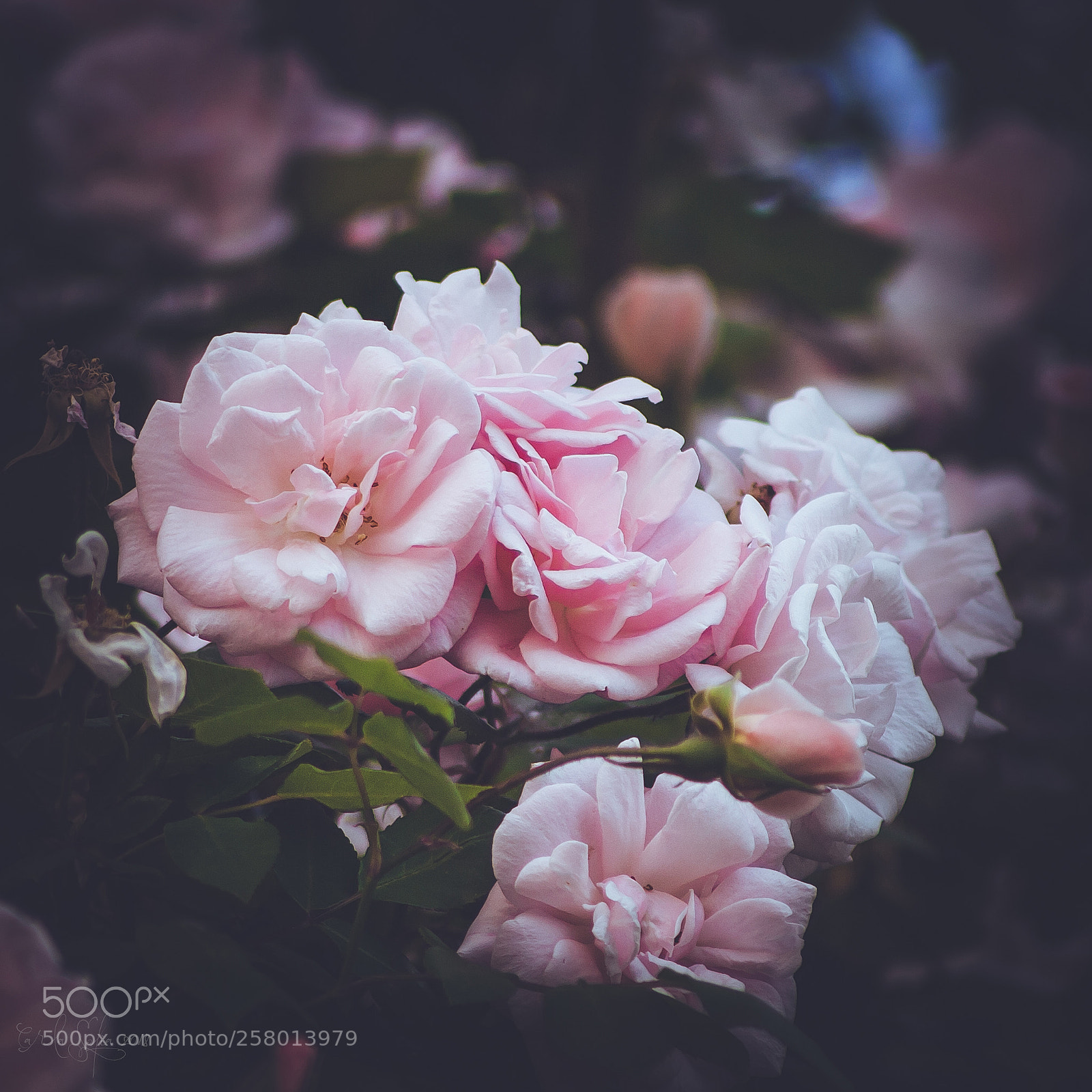 Canon EOS 1000D (EOS Digital Rebel XS / EOS Kiss F) sample photo. 191 - roses photography
