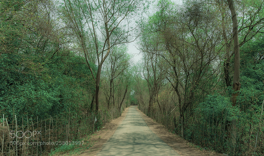Nikon D5300 sample photo. A road to.............. photography