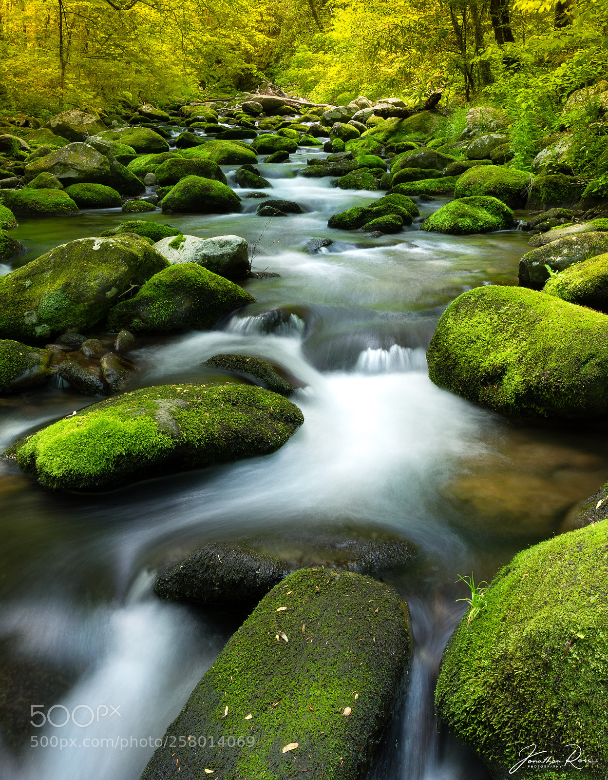 Canon EOS 5D Mark IV sample photo. Moss and water photography