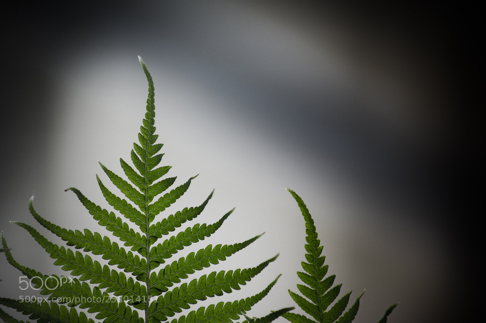 Nikon D7200 sample photo. Grow photography