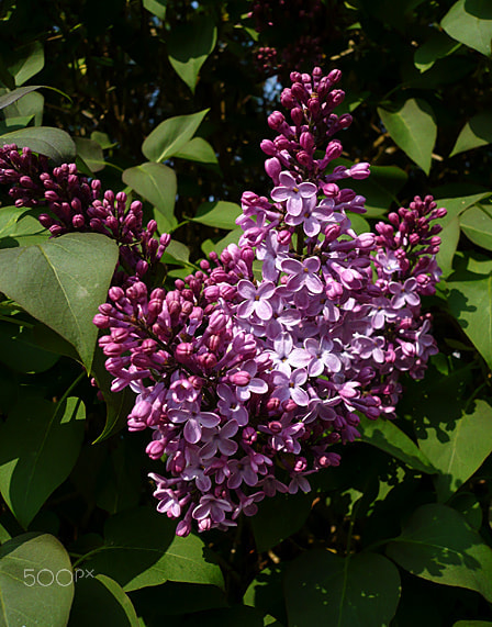Panasonic DMC-LS60 sample photo. Parfume de printemps photography
