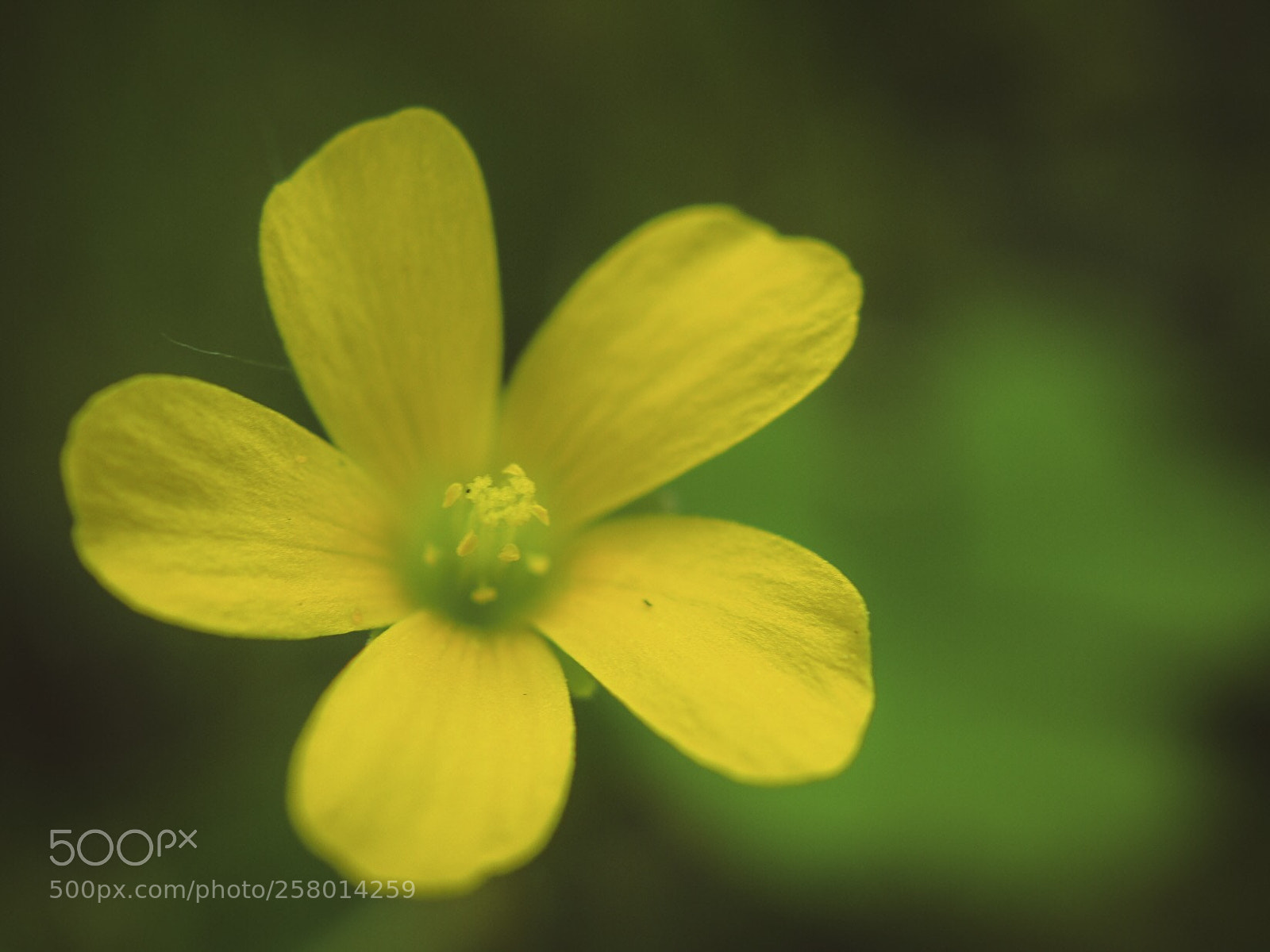 Olympus PEN-F sample photo. Yellow flower photography