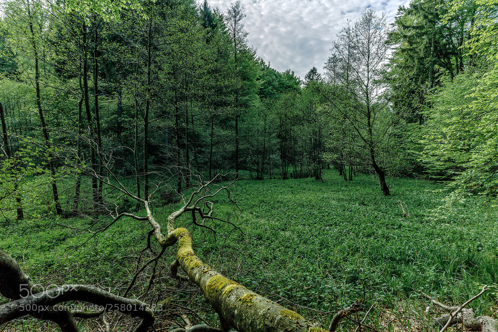 Sony a7R III sample photo. The little spot photography