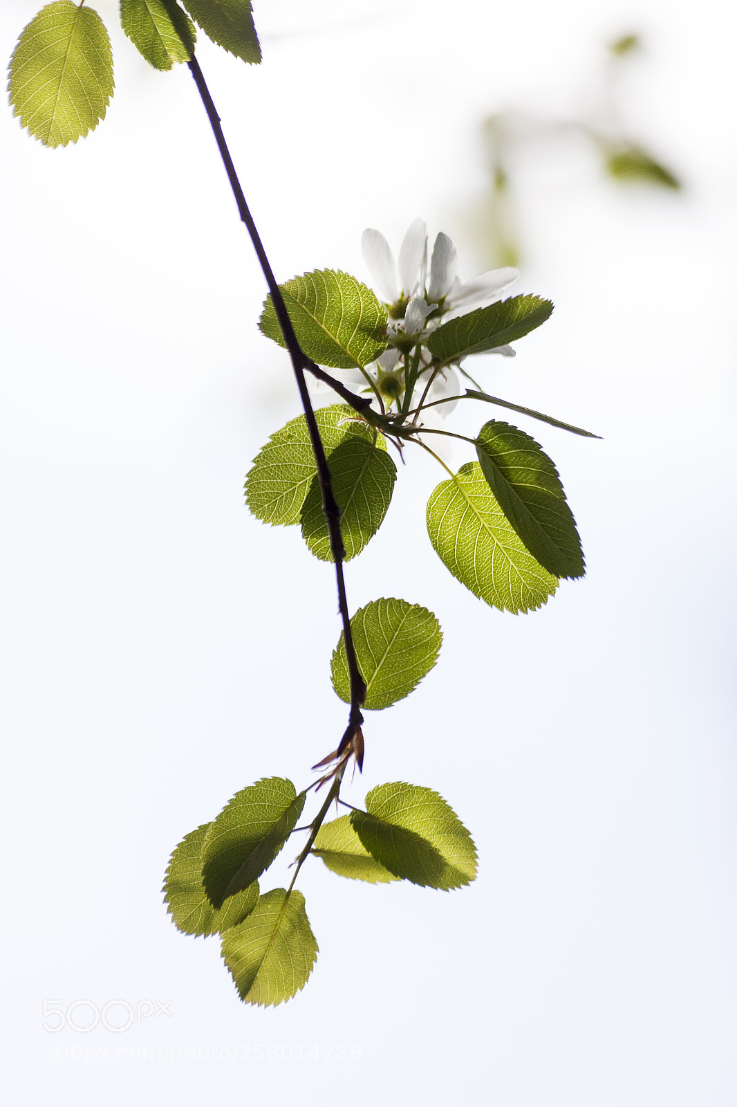 Canon EOS 50D sample photo. Untitled photography