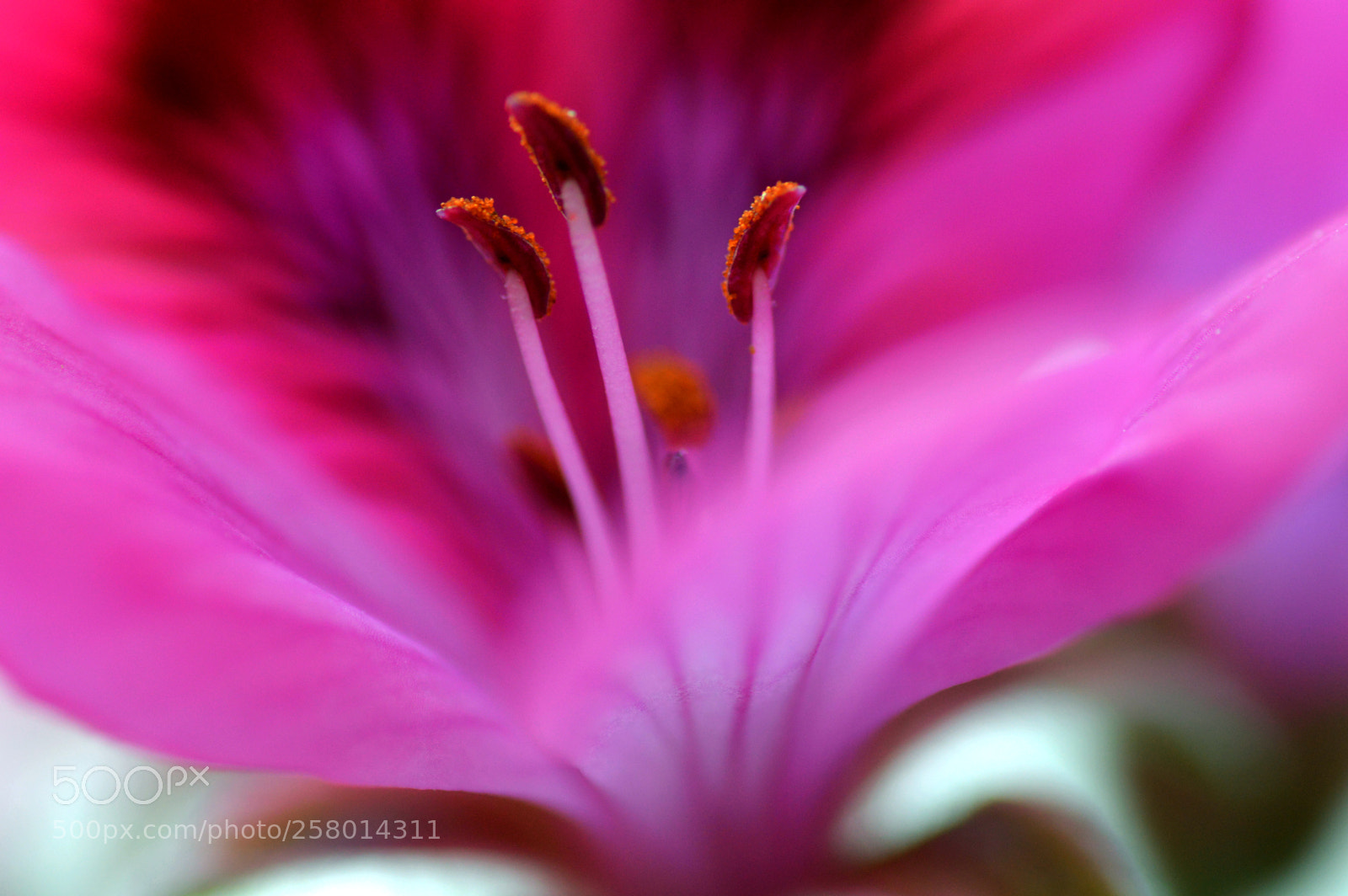 Nikon D3200 sample photo. Textura   de    color      natural photography