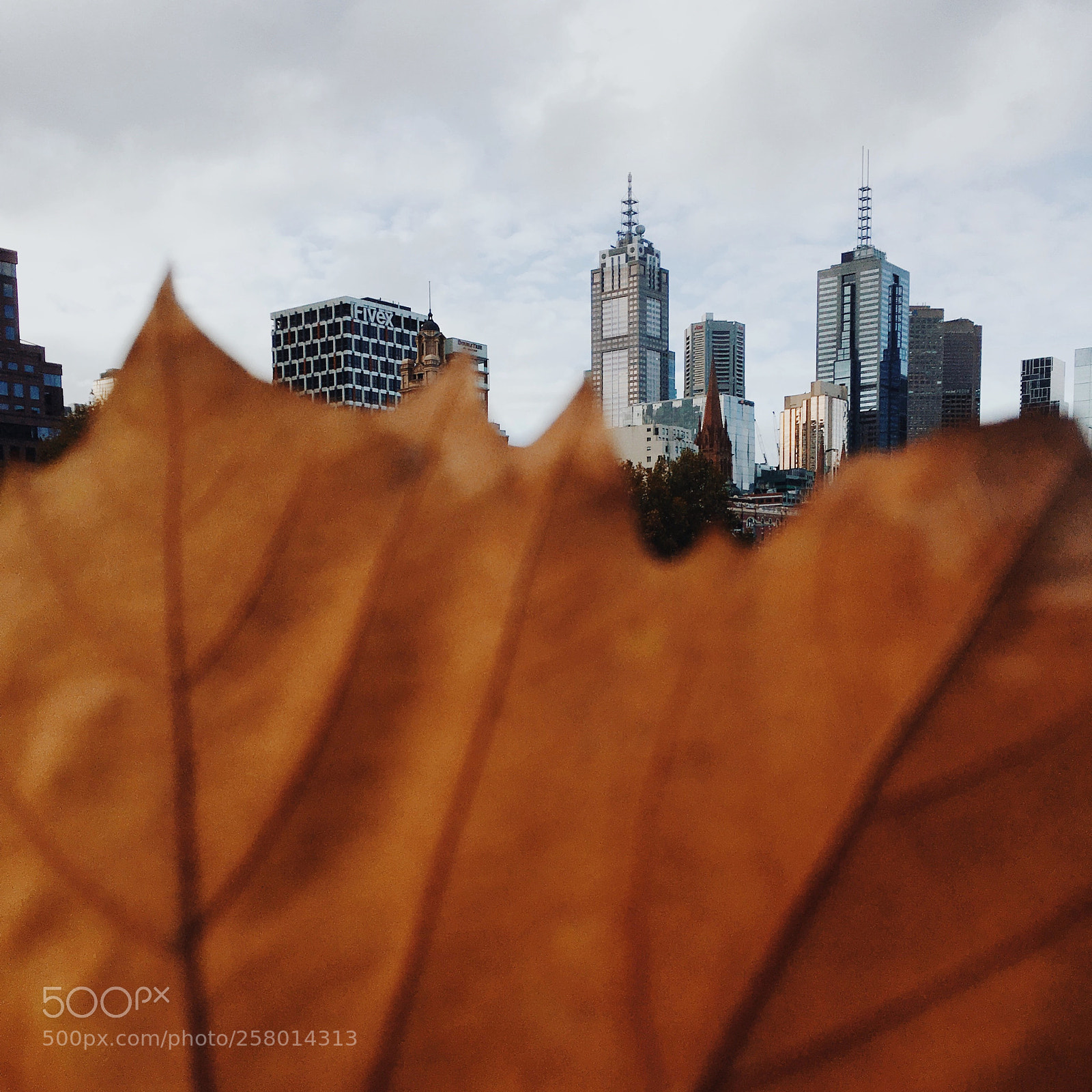 Apple iPhone 6s sample photo. | autumnal bliss | photography