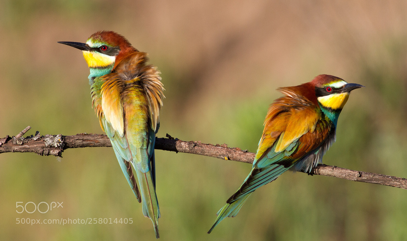 Canon EOS 7D sample photo. Bee friends :) photography