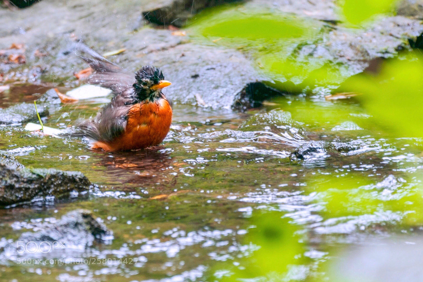 Nikon D300S sample photo. Bird bath ?  photography